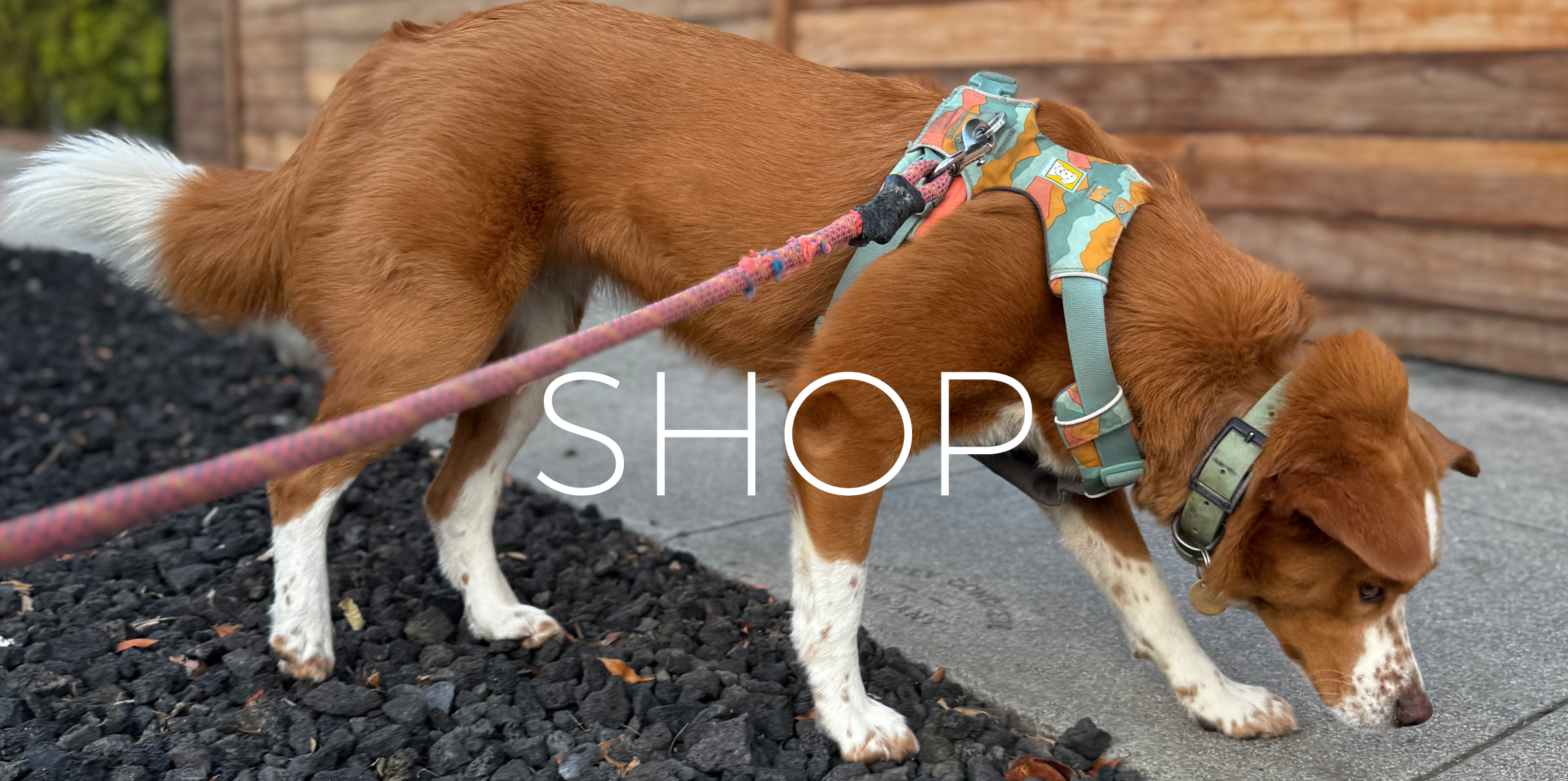 “Shop”